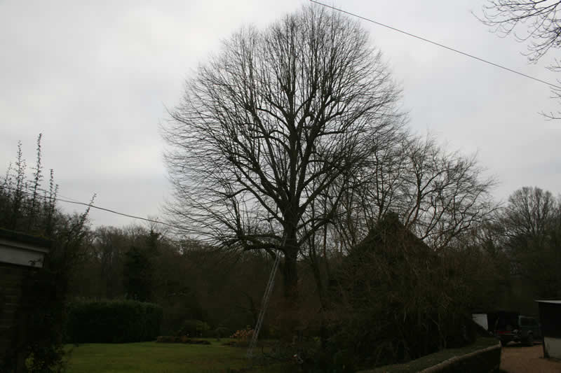 tree before pollarded